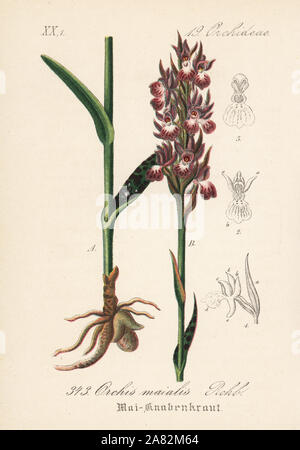 Western marsh orchid, Dactylorhiza majalis (Orchis majalis). Lithographie coloriée de Diederich von Schlechtendal's German Flora (Flora von Deutschland), Iéna, 1871. Banque D'Images
