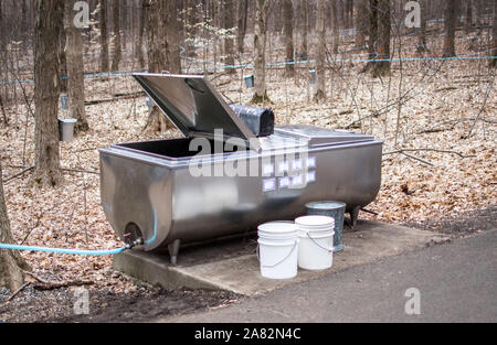 Une grande baignoire est titulaire d'eau d'érable des érables à cette ferme de l'Indiana, et recueille la sève des lignes bleues et les seaux sur tous les érables, avant Banque D'Images