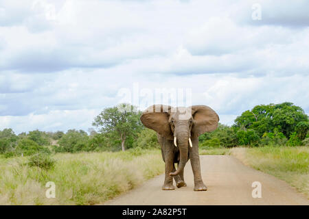 L'éléphant d'Afrique chargement de Bull dans le milieu de la route avec les oreilles ouvertes Banque D'Images