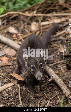 Un jeune White-nosed Coati Nasua narica ou Coatimundi, dans la forêt, dans la réserve naturelle près de Atitlan Panajachel, Guatemala. Banque D'Images