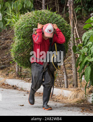 Un agriculteur à San Pedro la Laguna, Guatemala porte une lourde charge d'herbe pour ses animaux sur son dos, à l'aide d'un portage autour de son front. Banque D'Images