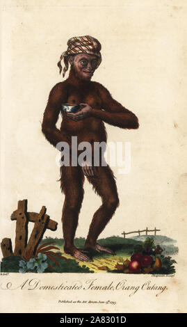 Orang-outan, Pongo pygmaeus. En voie de disparition. L'orang-outang femelle domestiquée avec bandana et bol. Coloriée à la gravure sur cuivre par J. Chapman après une illustration par Johann Jakob Ihle de pesées d'Ebenezer's Système universel d'Histoire Naturelle, Londres, 1795. Banque D'Images