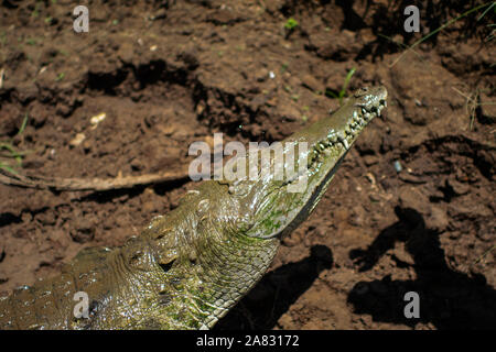 Man main rss American crocodile (Crocodylus acutus) à Herradura, Costa Rica Banque D'Images