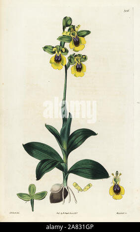 Fleur jaune ophrys, Ophrys lutea. Coloriée à la gravure sur cuivre de Weddell par après une illustration botanique par Edward Dalton Smith, de Robert Sweet's Les Britanniques Jardin de fleurs, Ridgeway, Londres, 1827. Banque D'Images