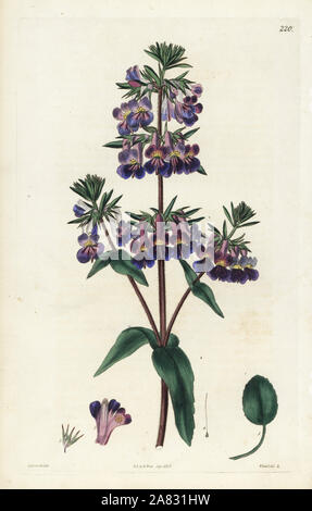 Collinsia Vernal, Collinsia verna. Coloriée à la gravure sur cuivre de Weddell par après une illustration botanique par Edward Dalton Smith, de Robert Sweet's Les Britanniques Jardin de fleurs, Ridgeway, Londres, 1827. Banque D'Images