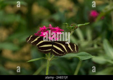 Zebra Zebra Longwing ou Heliconia Papillon, Heliconius taygetina, se nourrissant d'une fleur près de Panajachel, Guatemala Banque D'Images