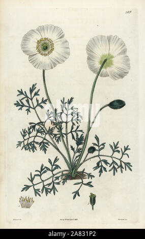 Coquelicot, Papaver alpinum alpin. Coloriée à la gravure sur cuivre de Weddell par après une illustration botanique par Edward Dalton Smith, de Robert Sweet's Les Britanniques Jardin de fleurs, Ridgeway, Londres, 1828. Banque D'Images