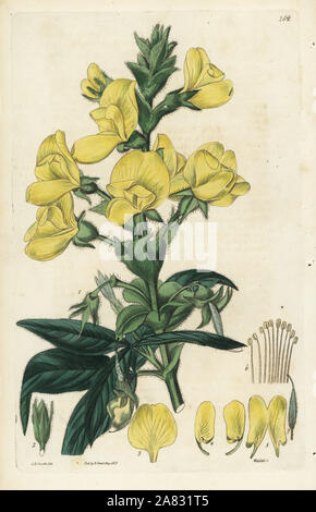 Piptanthus Piptanthus nepalensis Nepaul,. Coloriée à la gravure sur cuivre de Weddell par après une illustration botanique par Edward Dalton Smith, de Robert Sweet's Les Britanniques Jardin de fleurs, Ridgeway, Londres, 1828. Banque D'Images