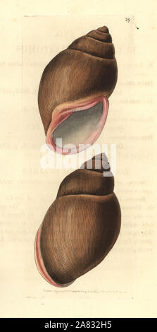 Rose-mouthed bulimus, Bulimus. haemastomus La gravure sur cuivre coloriée dessiné et gravé par Richard Nodder Sciences de William Elford Leach's Zoological Miscellany, McMillan, Londres, 1814. Banque D'Images