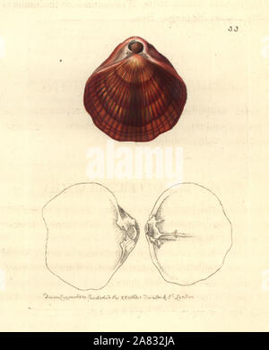 Magasella evansii rouge-sang (terebratula Terebratula, sanguinea). La gravure sur cuivre coloriée dessiné et gravé par Richard Nodder Sciences de William Elford Leach's Zoological Miscellany, McMillan, Londres, 1814. Banque D'Images