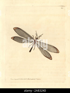 Les yeux bleus ou de chrysopes Antlion nymphes, Nymphes myrmeleonoides. La gravure sur cuivre coloriée dessiné et gravé par Richard Nodder Sciences de William Elford Leach's Zoological Miscellany, McMillan, Londres, 1814. Banque D'Images