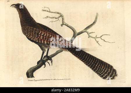 Le faisan, Centropus phasianinus panachée (Polophilus coucal variegatus). La gravure sur cuivre coloriée dessiné et gravé par Richard Nodder Sciences de William Elford Leach's Zoological Miscellany, McMillan, Londres, 1814. Banque D'Images