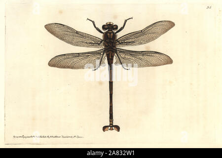 Libellule géante, Petalura gigantea. L'Australie. La gravure sur cuivre coloriée dessiné et gravé par Richard Nodder Sciences de William Elford Leach's Zoological Miscellany, McMillan, Londres, 1815. Banque D'Images