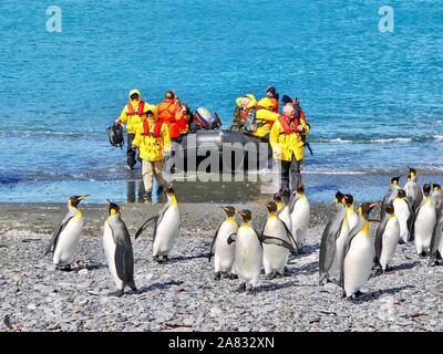 L'île de Géorgie du Sud - le 29 novembre 2010. Un groupe de manchots royaux (Aptenodytes patagonicus) sur une plage de l'Atlantique Sud et sans peur comme détendue apparaissent Banque D'Images