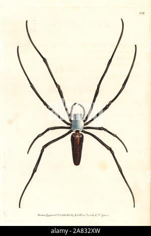 Araignée en bois géant ou tachetée nephila, Nephila maculata. La gravure sur cuivre coloriée dessiné et gravé par Richard Nodder Sciences de William Elford Leach's Zoological Miscellany, McMillan, Londres, 1815. Banque D'Images