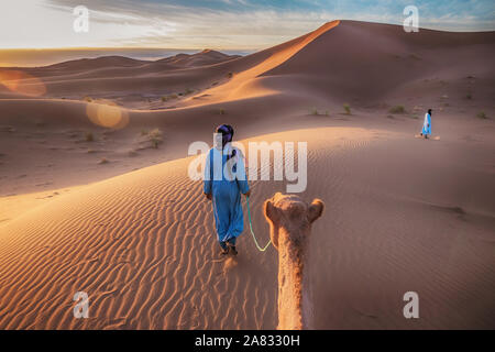 Les nomades touaregs deux à la tête d'un chameau dans le désert du Sahara, le Maroc. Banque D'Images