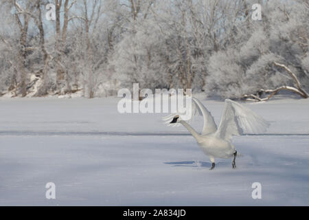 Cygne trompette (Cygnus buccinator) Banque D'Images