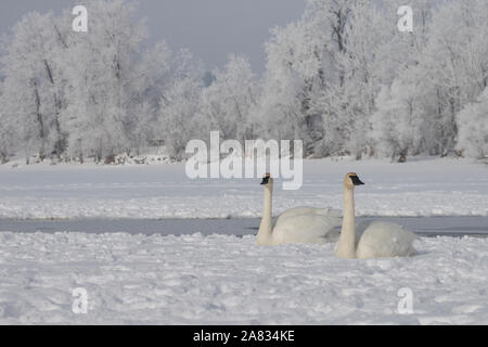 Cygne trompette (Cygnus buccinator) Banque D'Images