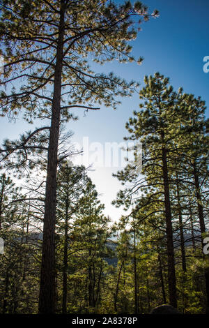 Santa Fe Nat'l Forest # 7324 Banque D'Images