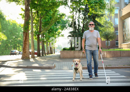 Blind Man avec chien-guide crossing road Banque D'Images