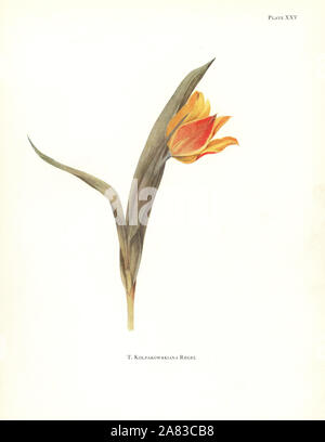 Tulipa kolpakowskiana. Sérigraphie illustration botanique par Elsie Katherine Digues de William R. digues' Notes sur les espèces de tulipes, Herbert Jenkins Ltd., Londres, 1930. Banque D'Images