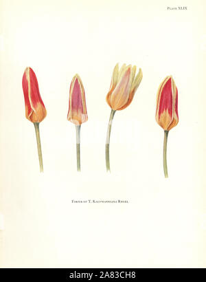 Formes de la tulipe, Tulipa kaufmanniana nénuphar. Sérigraphie illustration botanique par Elsie Katherine Digues de William R. digues' Notes sur les espèces de tulipes, Herbert Jenkins Ltd., Londres, 1930. Banque D'Images