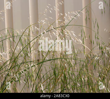 Séché et green Avena fatua avoine sauvage au printemps et en été de plus en plus contre une clôture métallique crème est une des mauvaises herbes des pâturages les graines à maturité souffle loin. Banque D'Images