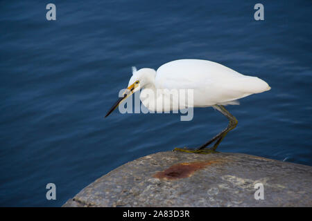 Un beau blanc gracieux Australian Grande Aigrette (Ardea alba) est debout sur le tuyau d'eau de drainage en béton près de la saillie rocheuse mur de l'estuaire. Banque D'Images