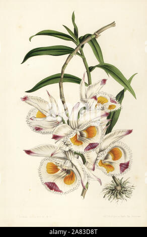 Le duc de Devonshire, Orchidée dendrobium Dendrobium devonianum. Lithographie coloriée par Stroobant de Louis van Houtte et Charles Lemaire Fleurs des Jardins et serres de l'Europe, Flore des serres et des Jardins de l'Europe, Gand, Belgique, 1851. Banque D'Images