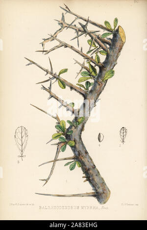 La myrrhe ou didin, Commiphora myrrha (Balsamodendrum myrrha). Lithographie coloriée par Hanhart après une illustration botanique par David Blair, de Robert Bentley et Henry Trimen's Plantes médicinales, Londres, 1880. Banque D'Images