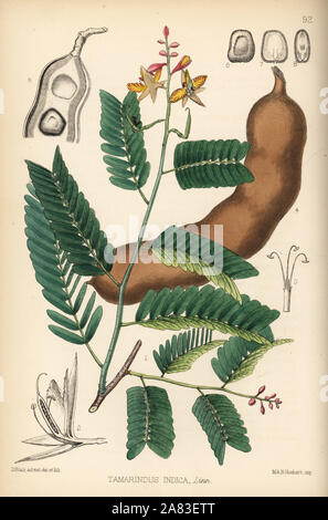 Tamarin, Tamarindus indica. Lithographie coloriée par Hanhart après une illustration botanique par David Blair, de Robert Bentley et Henry Trimen's Plantes médicinales, Londres, 1880. Banque D'Images