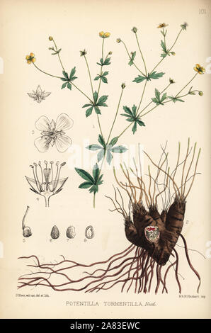 Tormentille, Potentilla erecta (Potentilla tormentilla). Lithographie coloriée par Hanhart après une illustration botanique par David Blair, de Robert Bentley et Henry Trimen's Plantes médicinales, Londres, 1880. Banque D'Images