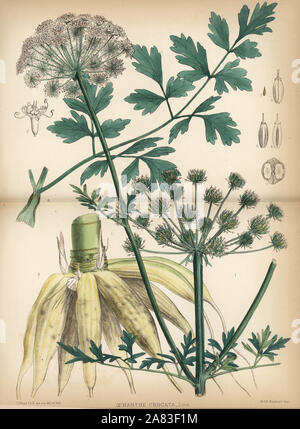 L'eau de la pruche filipendule vulgaire, Oenanthe crocata. Lithographie coloriée par Hanhart après une illustration botanique par David Blair, de Robert Bentley et Henry Trimen's Plantes médicinales, Londres, 1880. Banque D'Images