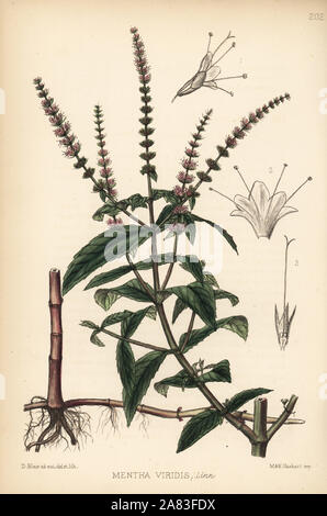 La menthe verte ou la lance de la menthe, Mentha spicata (Mentha viridis). Lithographie coloriée par Hanhart après une illustration botanique par David Blair, de Robert Bentley et Henry Trimen's Plantes médicinales, Londres, 1880. Banque D'Images