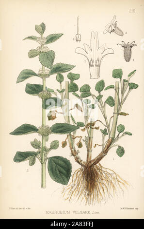 Marrubium vulgare, ballote blanc. Lithographie coloriée par Hanhart après une illustration botanique par David Blair, de Robert Bentley et Henry Trimen's Plantes médicinales, Londres, 1880. Banque D'Images