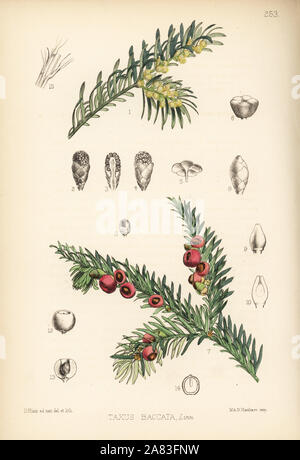 Arbre d'If, Taxus baccata. Lithographie coloriée par Hanhart après une illustration botanique par David Blair, de Robert Bentley et Henry Trimen's Plantes médicinales, Londres, 1880. Banque D'Images