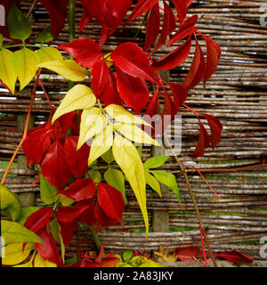 Un jardin sur un réducteur de lierre barrière avec des feuilles d'automne ou de changer de couleur à l'automne Banque D'Images