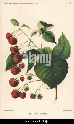 L'église royale, framboise Rubus idaeus. Chromolithographie par Hoen après une illustration botanique par William H. Prestele du rapport de l'Pomologist, Département de l'Agriculture, 1892. Banque D'Images