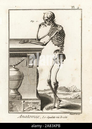 Squelette humain vu de côté. La gravure sur cuivre par Robert Benard après une illustration par Andreas Vesalius de Denis Diderot's Encyclopedia, Pellet, Genève, 1779. Banque D'Images