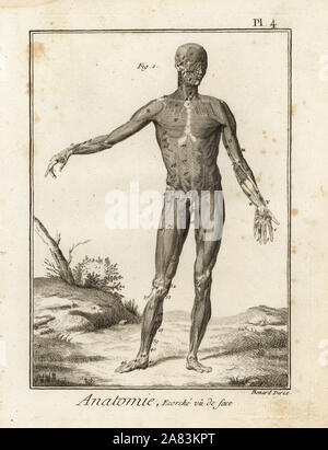 Corps humain écorché système musculaire révélant et tendons vu de l'avant. La gravure sur cuivre par Robert Benard après une illustration par Bernhard Albinus de Denis Diderot's Encyclopedia, Pellet, Genève, 1779. Banque D'Images