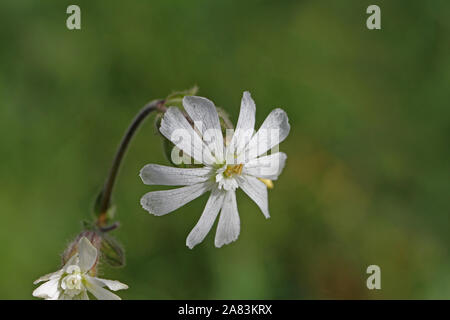 White campion similaire à la silène ou maidens tears Amérique Silene latifolia pas du vulgaris Famille rose fleurs sauvages comestibles caryophyllaceae Banque D'Images