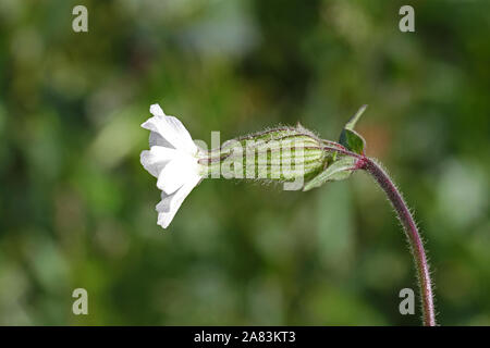 White campion similaire à la silène ou maidens tears Amérique Silene latifolia pas du vulgaris Famille rose fleurs sauvages comestibles caryophyllaceae Banque D'Images