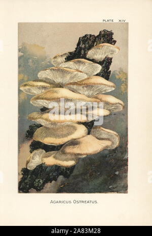 Agaricus, pleurote ostreatus. Chromolithographie après une illustration botanique par William Hamilton Gibson de son livre nos champignons comestibles et Toadstools, Harper, New York, 1895. Banque D'Images