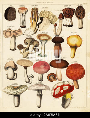 Variétés de champignons comestibles et les champignons. Y compris la truffe, sickener milkcap, pleurant, safran milkcap, golden chanterelles, elfin sadde, César, Champignons Champignons de corail et Morel. Lithographie de J.H. Leidhecker de Lorenz Oken universel de l'histoire naturelle, l'Allgemeine Naturgeschichte fur alle Stande, Stuttgart, 1841. Banque D'Images