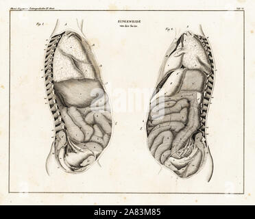 Anatomie de l'intestin par le côté. Lithographie de Lorenz Oken universel de l'histoire naturelle, l'Allgemeine Naturgeschichte fur alle Stande, Stuttgart, 1839. Banque D'Images