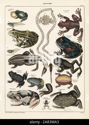 Grenouilles, crapauds et des têtards. European rainette, Hyla arborea, bat-exprimé rainette, Auletris crepitans, grenouille comestible, Rana esculenta, la diminution de la grenouille, Pseudis paradoxa, Surinam, grenouille cornue Stombus cornutus, Spix's horned rainette, Hemiphractus scutatus, fire-bellied toad, Bombina bombina, Crapaud accoucheur, Alytes obstetricans, cane toad, Rhinella marina, grenouille, pluie géant Breviceps gibbosus, citrouille, Brachicephalus toadlet ephippium, grenouille africaine à griffes, Xenopus laevis, le crapaud et le Suriname, Pipa pipa. Lithographie de C. Loeffler de Lorenz Oken universel de l'histoire naturelle, l'Allgemeine Naturgeschichte Banque D'Images