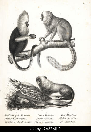 Ouistiti à tête de Buffy, Callithrix flaviceps (en voie de disparition), 1 et lion doré tamarin, Leontopithecus rosalia (disparition) 2,3. Lithographie de Karl Joseph Brodtmann de Heinrich Rudolf Schinz's Illustrated l'histoire naturelle des hommes et des animaux, 1836. Banque D'Images