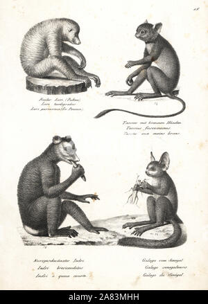 Mince rouge loris, Loris tardigradus (en voie de disparition), brown-part, tarsier Tarsius fuscus, indri, l'Indri Indri (critique d'extinction), et le Sénégal, bushbaby Galago senegalensis. Lithographie de Karl Joseph Brodtmann de Heinrich Rudolf Schinz's Illustrated l'histoire naturelle des hommes et des animaux, 1836. Banque D'Images