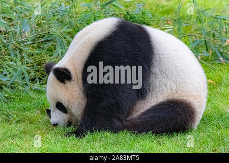 Grand Panda, ours panda bambou manger assis dans l'herbe, funny face Banque D'Images