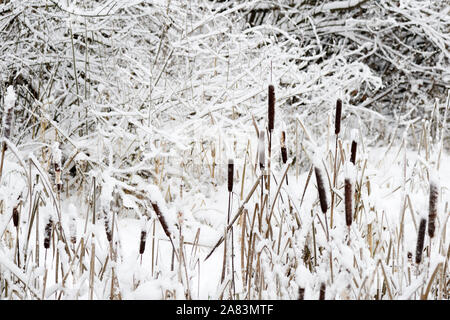 Roseaux recouvert de neige sur un jour d'hiver Banque D'Images